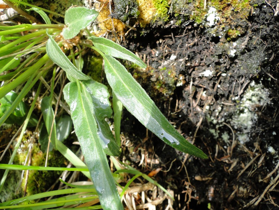 Phyteuma scheuchzeri / Raponzolo di Scheuchzer